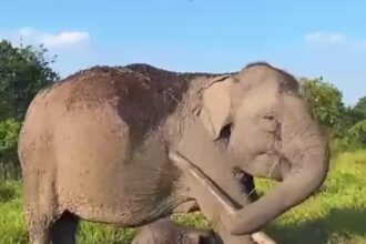 Bayi Gajah Sumatra Lahir pada HUT RI, Dinamai Merdekawati