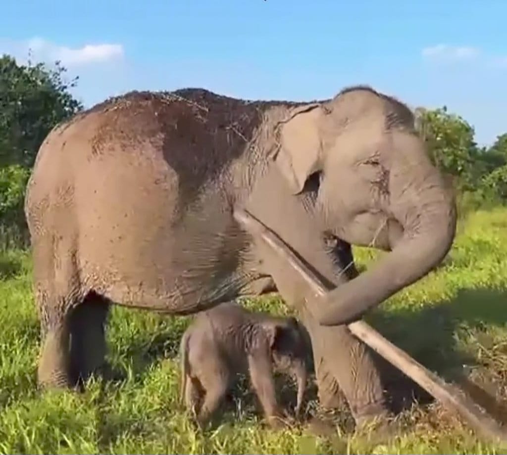 Bayi Gajah Sumatra Lahir pada HUT RI, Dinamai Merdekawati