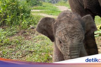 Gajah Lisa Melahirkan Anak Keenam di Taman Nasional Tesso Nilo