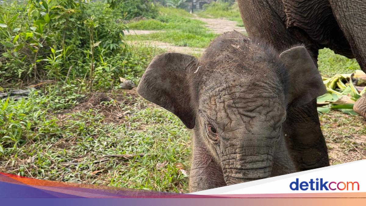 Gajah Lisa Melahirkan Anak Keenam di Taman Nasional Tesso Nilo