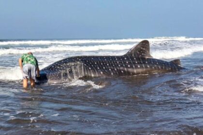 Hiu Paus Ditemukan Terdampar di Pantai Pengeragoan Bali
