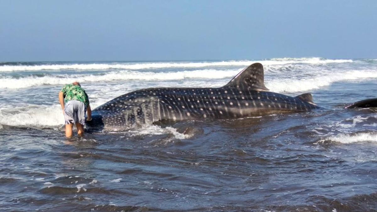 Hiu Paus Ditemukan Terdampar di Pantai Pengeragoan Bali