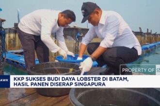 KKP Sukses Kembangkan Budi Daya Lobster di Batam
