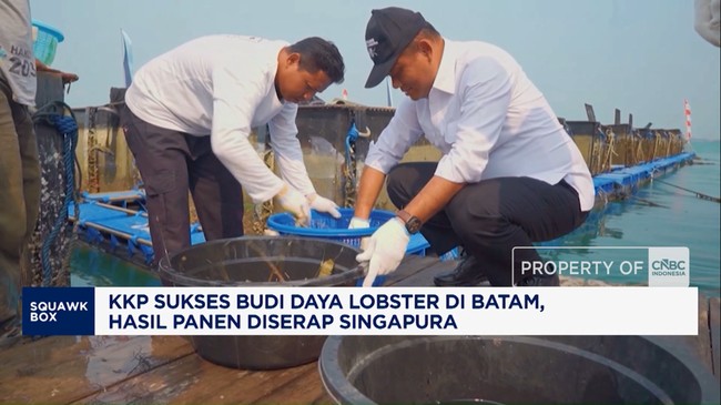 KKP Sukses Kembangkan Budi Daya Lobster di Batam