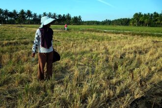 sawah