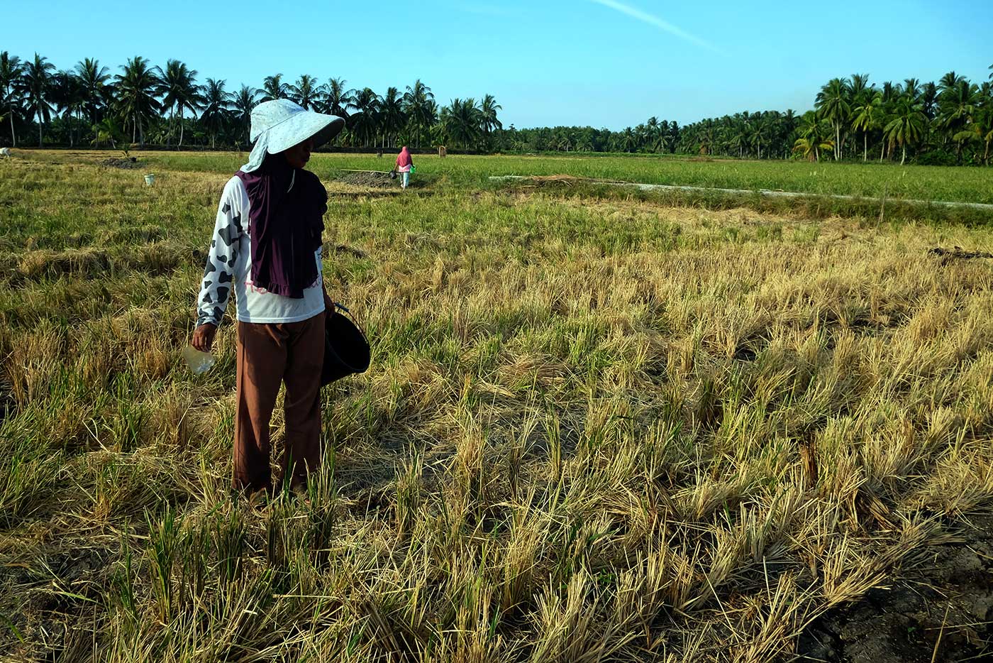 Yang tak pernah dihitung dari krisis iklim 7 sawah