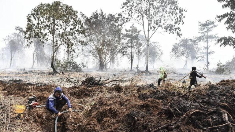 Petani Jambi Dijadikan Tersangka Karhutla setelah Pembakaran Lahan