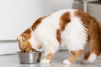 Protein Mikroba Jadi Alternatif Baru Pakan Anjing dan Kucing