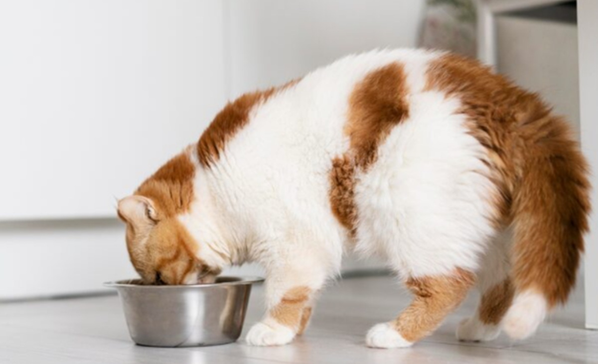 Protein Mikroba Jadi Alternatif Baru Pakan Anjing dan Kucing