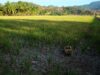 sawah