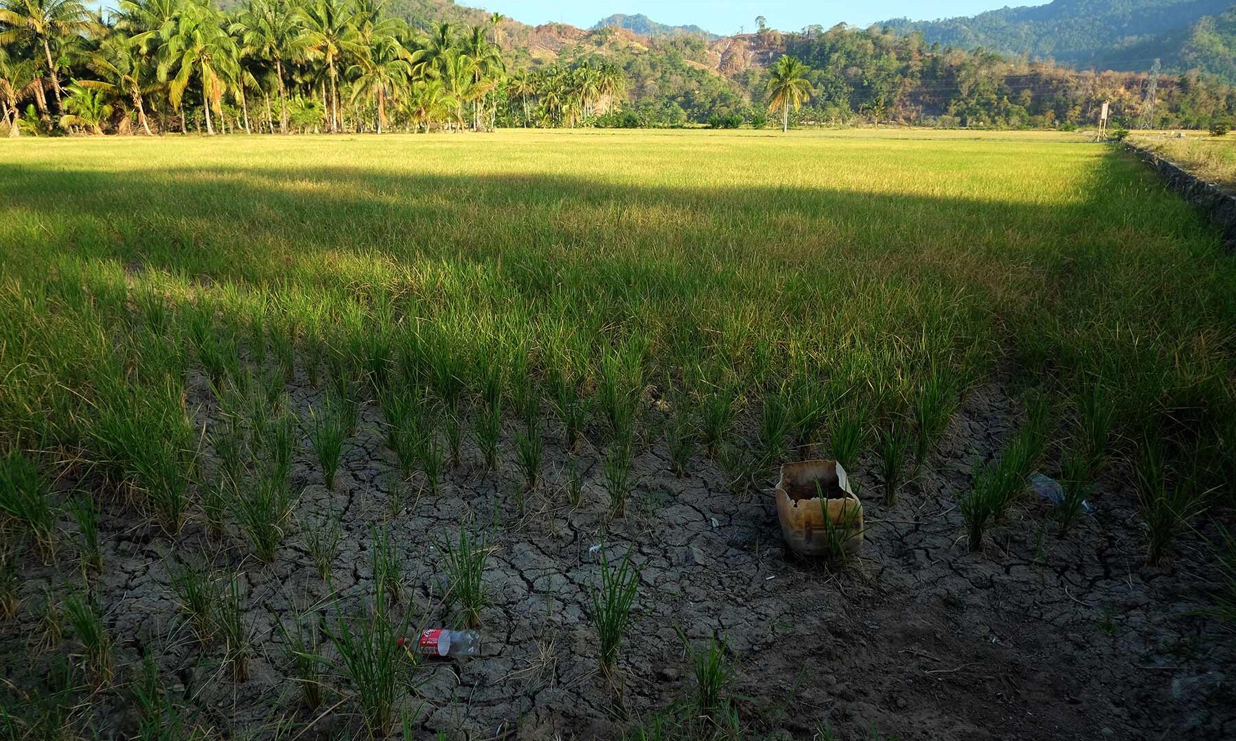 sawah