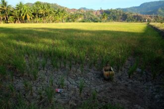 sawah