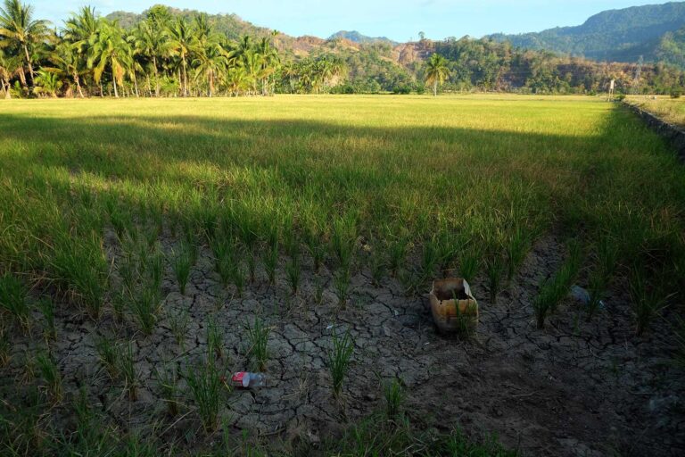 sawah