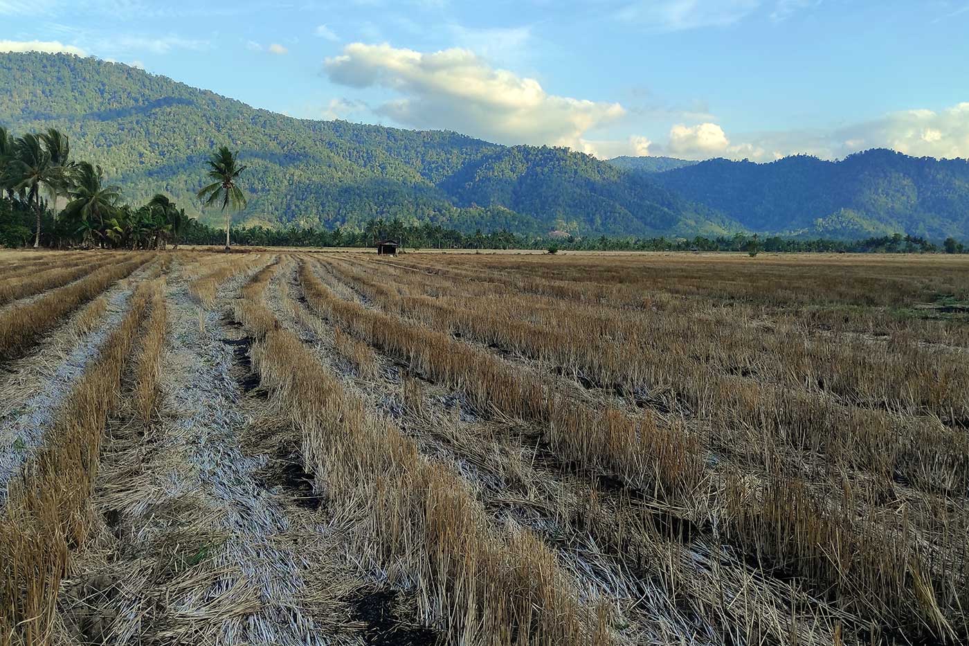 Yang tak pernah dihitung dari krisis iklim 8 sawah
