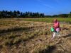 sawah