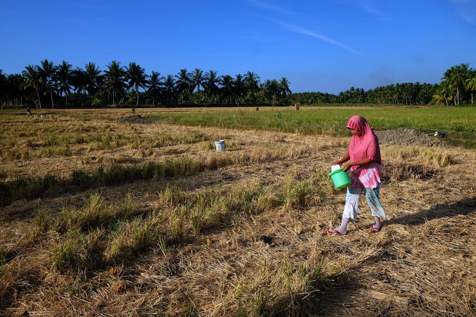 sawah