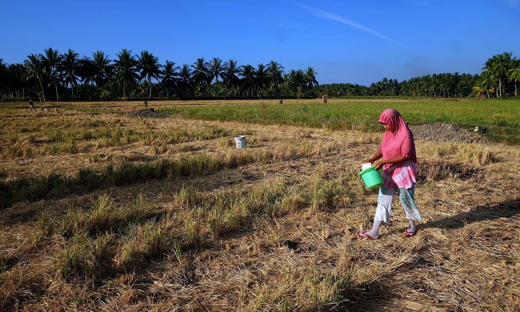 sawah