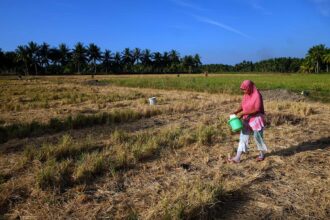 sawah