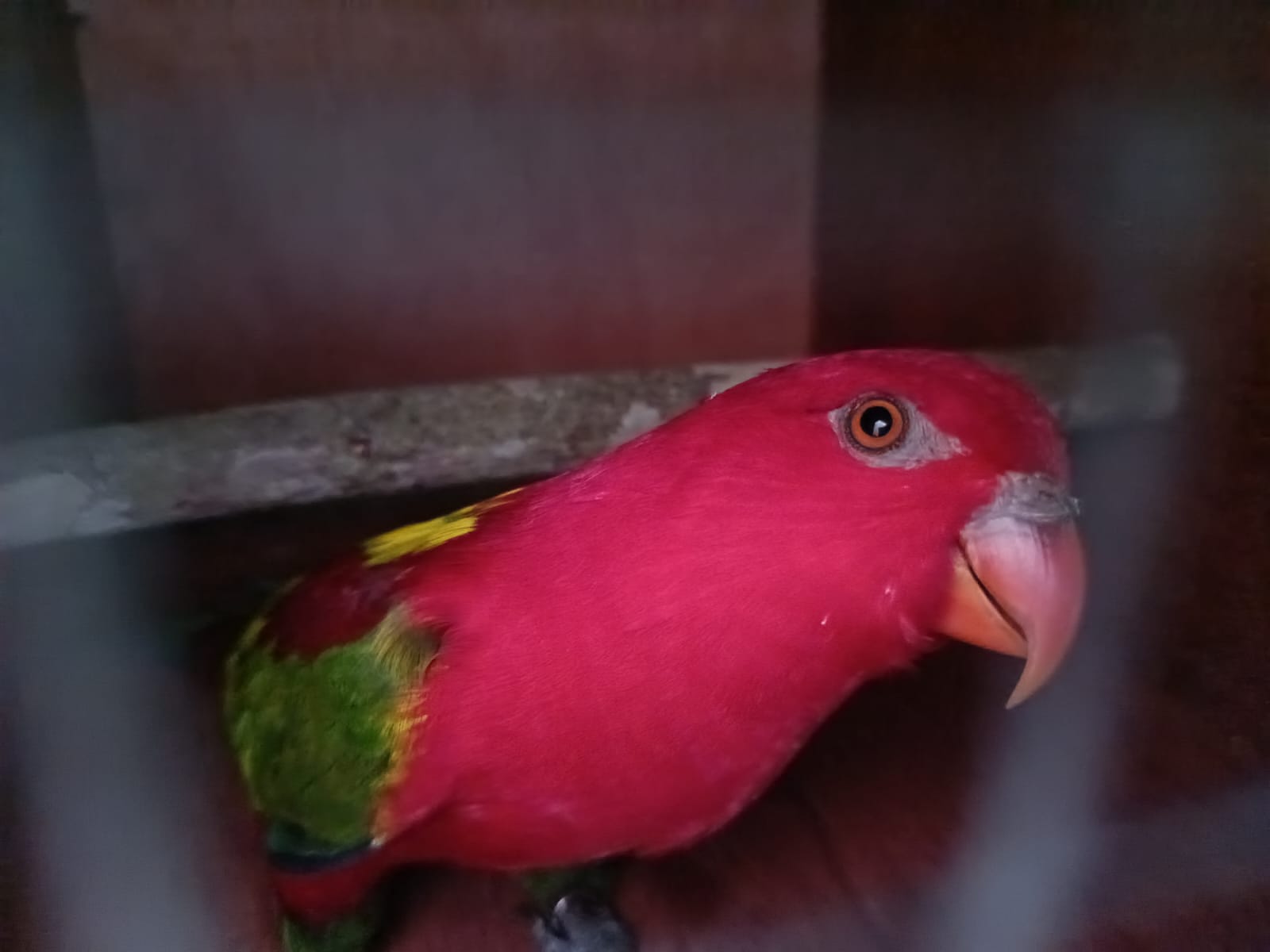BKSDA Sulut translokasi 58 satwa liar hasil sitaan ke Maluku Utara, mayoritas burung paruh bengkok 8 satwa liar