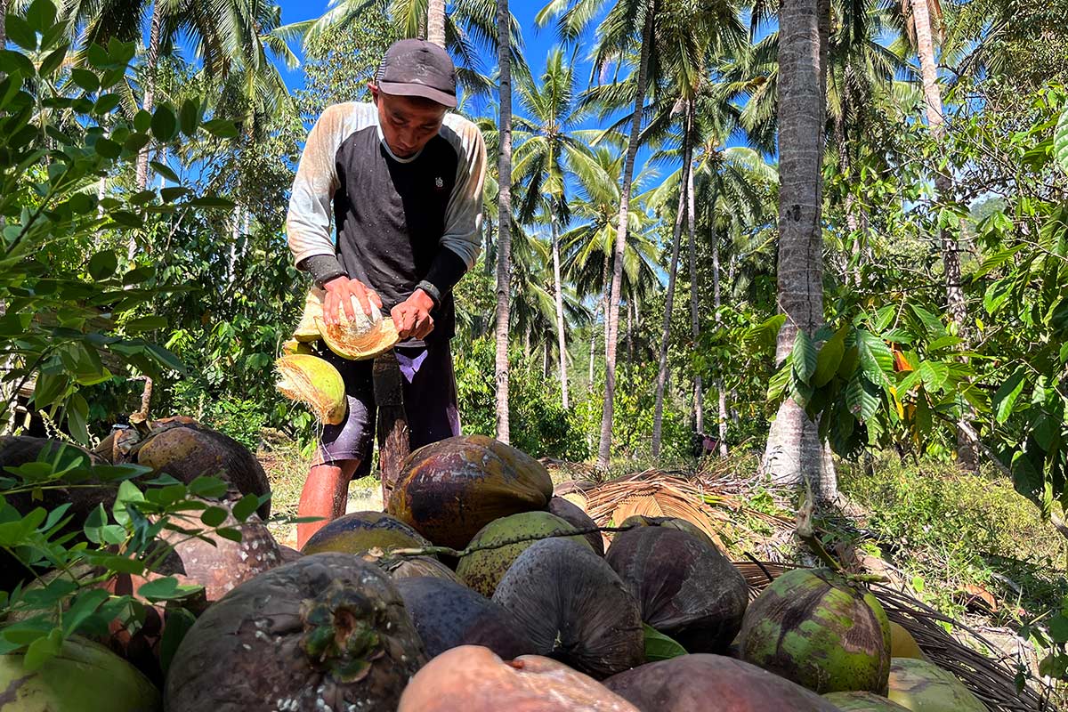 Menatap masa depan kelapa Sulawesi Utara: Janji hilirisasi dan tantangan di kebun rakyat 8 kelapa