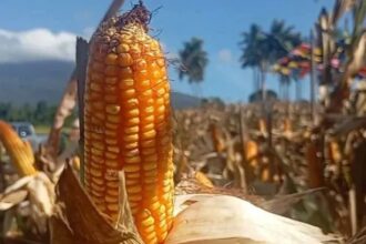 Verietas jagung benama GJ 115 dikenalkan di Minut