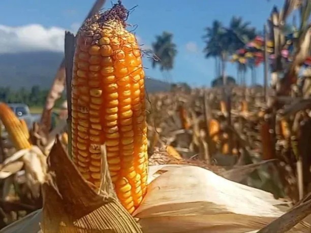 Verietas jagung benama GJ 115 dikenalkan di Minut