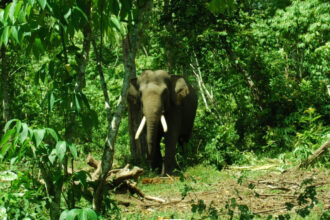 Gajah Liar Rusak Sawah Warga Pidie, Aceh