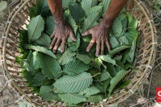 Indonesia Akan Mulai Hilirisasi Kratom dan Kemenyan