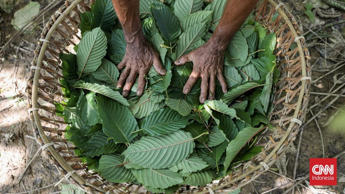Indonesia Akan Mulai Hilirisasi Kratom dan Kemenyan