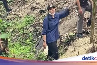 Lahan Bekas Karhutla di Sumbar Ditanami Sawit, Pemkab Pasang Plang Larangan