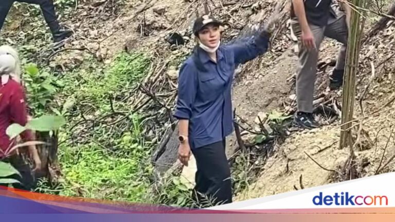 Lahan Bekas Karhutla di Sumbar Ditanami Sawit, Pemkab Pasang Plang Larangan