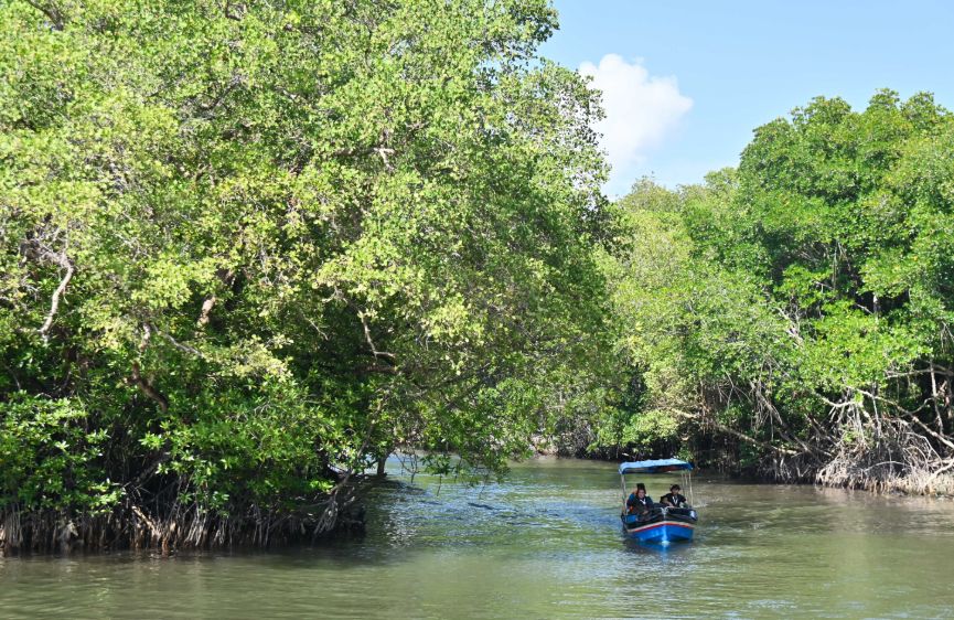 Negara Asia-Pasifik Tingkatkan Kerja Sama Tata Kelola Hutan