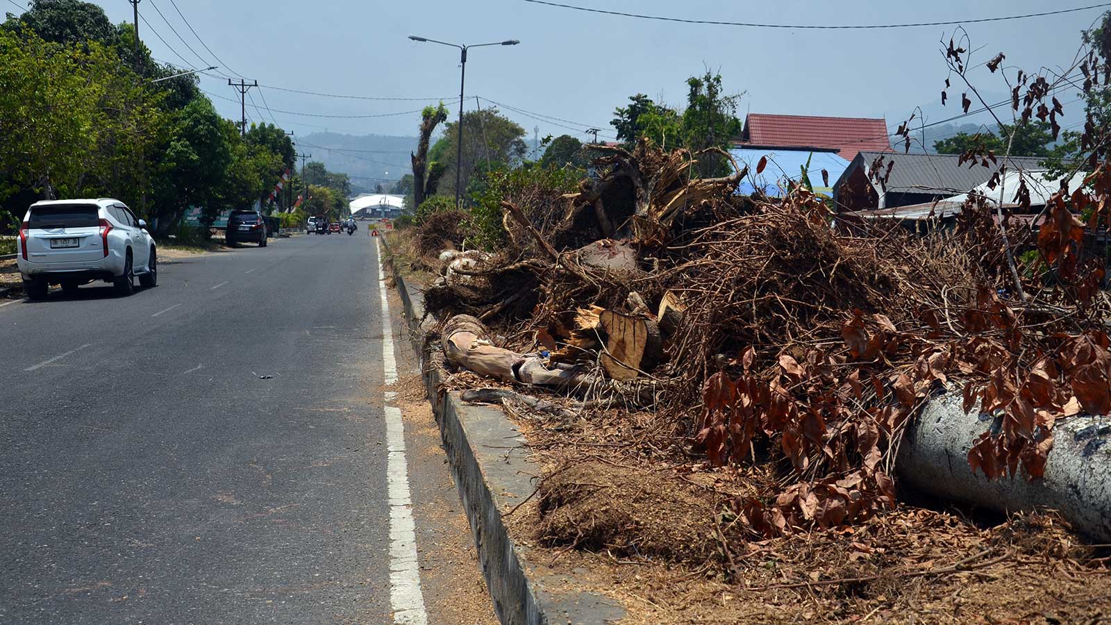 Perlukah pohon median jalan Paloko Kinalang ditebang? 7 pohon