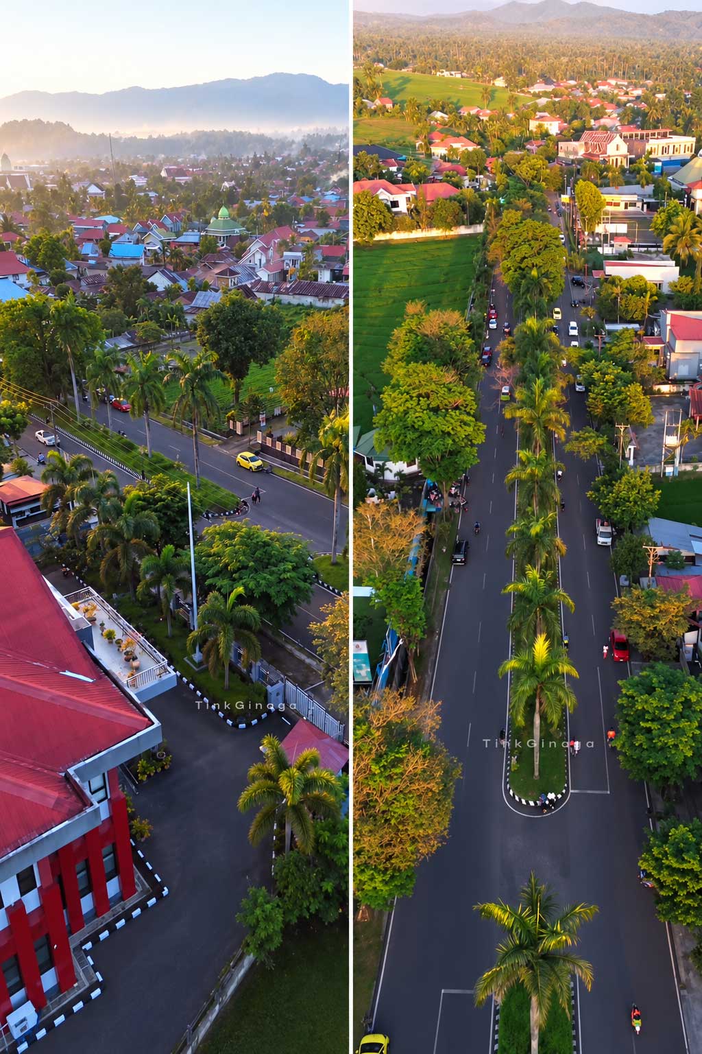Perlukah pohon median jalan Paloko Kinalang ditebang? 13 pohon