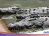 Pria Pandeglang Diterkam Buaya saat Cari Ikan di Muara