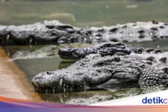 Pria Pandeglang Diterkam Buaya saat Cari Ikan di Muara
