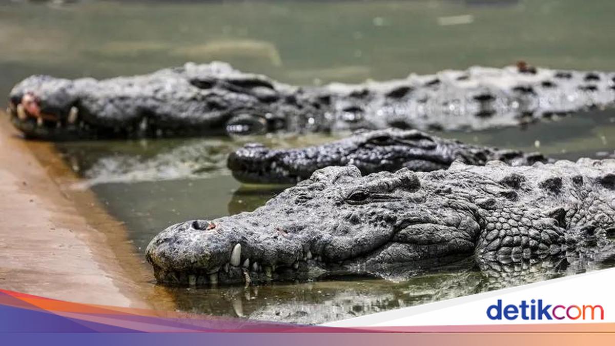 Pria Pandeglang Diterkam Buaya saat Cari Ikan di Muara