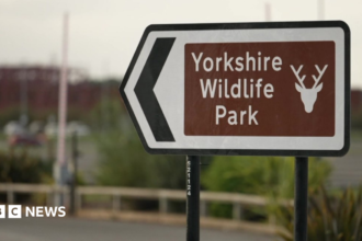 Pria Tewas Diserang Harimau di Yorkshire Wildlife Park