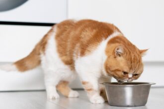 Studi: Kucing dengan Pakan Vegan Cenderung Kurang Kelebihan Berat Badan
