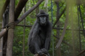 PGE Lahendong padukan energi panas bumi dan pelestarian Yaki di Sulawesi Utara