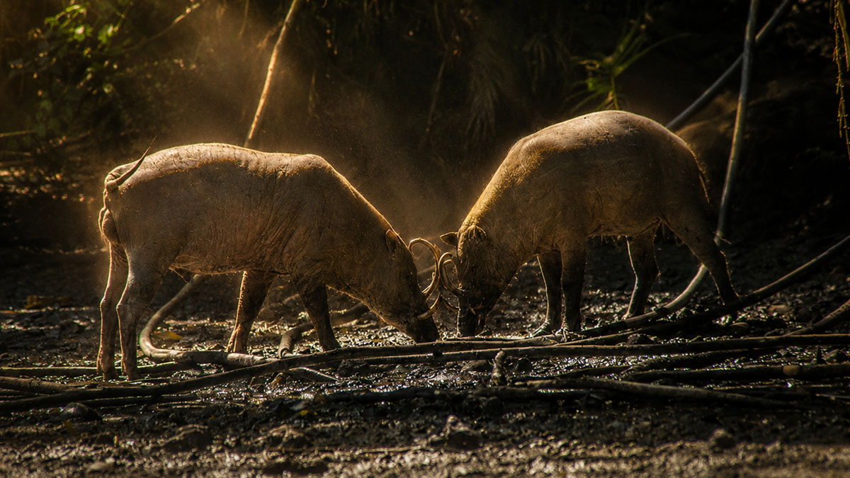 babirusa